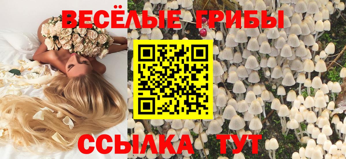 Псилоцибиновые грибы Cubensis Выборг